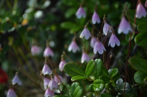 Twinflower, Alta Canyon, Norway